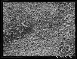 Discarded cottonseeds rotting near ginneries