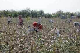 Smallholder farmer with struggling crop